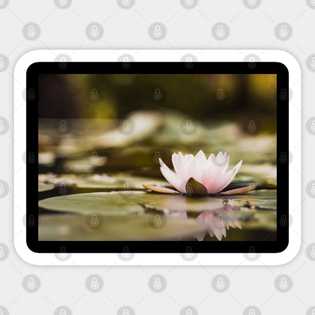 Meditation Wall Art Print - Water Lily Meditation - canvas, Photo print, artboard print, poster Canvas Print Sticker by DigillusionStudio